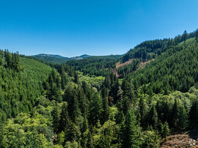 Directly east of Porter, Capitol State Forest is a natural oasis of evergreen woodlands