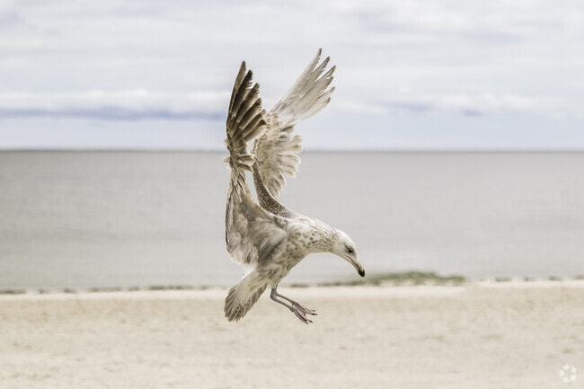A seagull takes flight at Red River Beach in East Harwich.