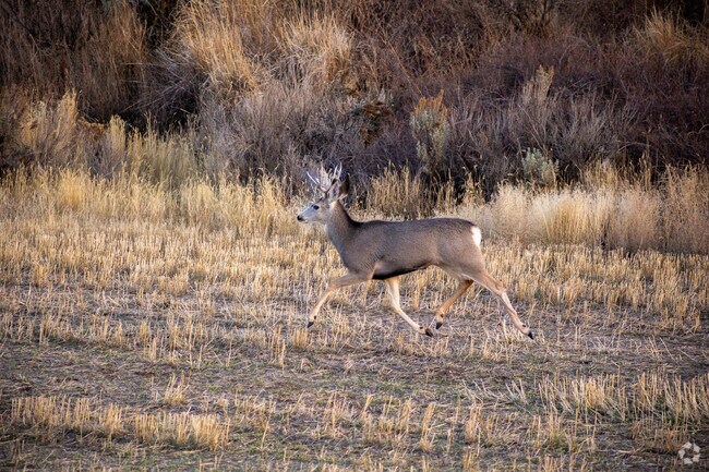 Wildlife sightings are frequent in Mountain Green’s natural setting.