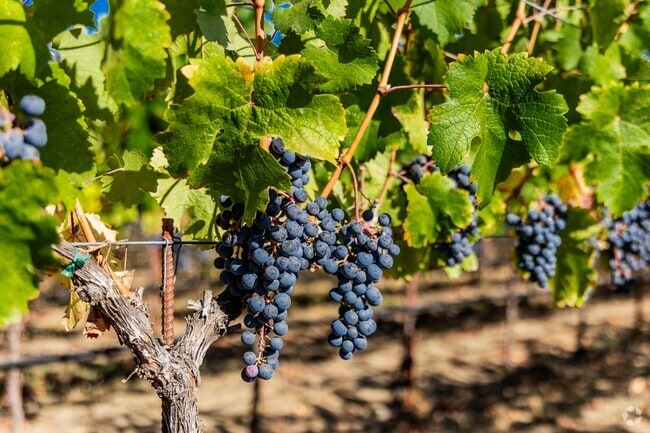 Nice is blessed to have numerous local vineyards.