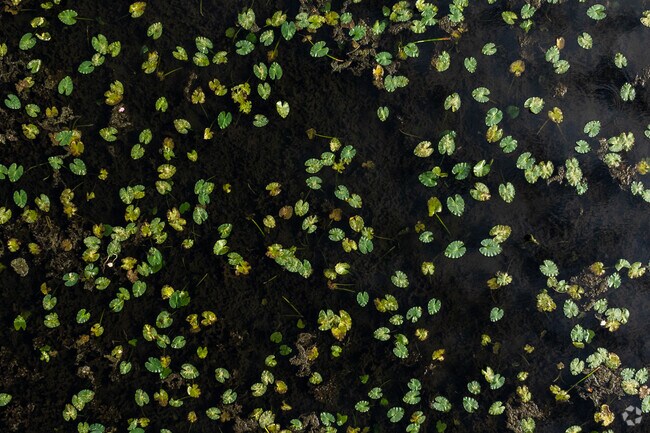 When you live in Johnson Pond you'll have access to the water.