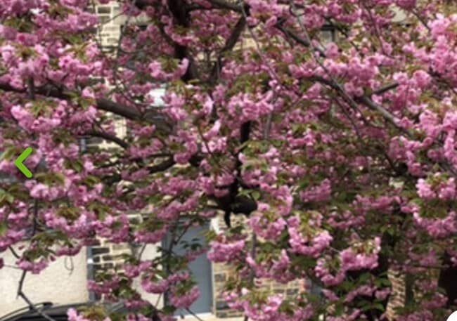 1723 Bolton St unit 1, Baltimore, MD 21217 - photo 4