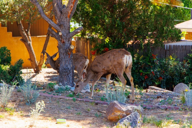 In Foothills North keep your eye out for some wildlife visitors.