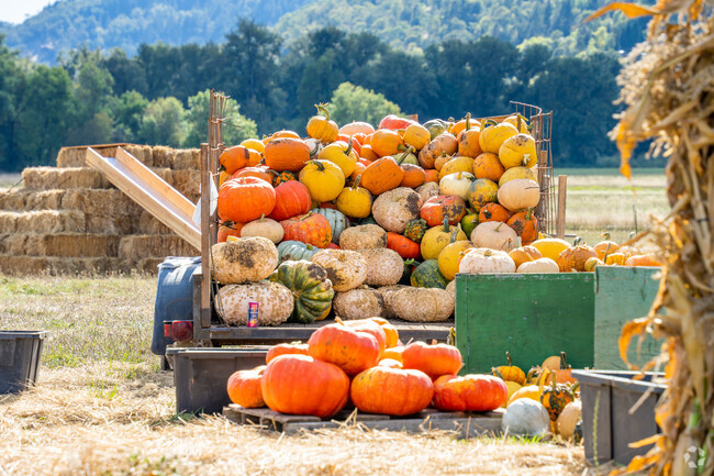 Experience the joy of autumn at the Pumpkin Bash in Eden Orchards.