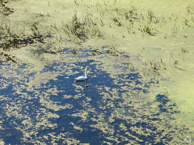 Some of the wild life in the Longmeadow Preserve.