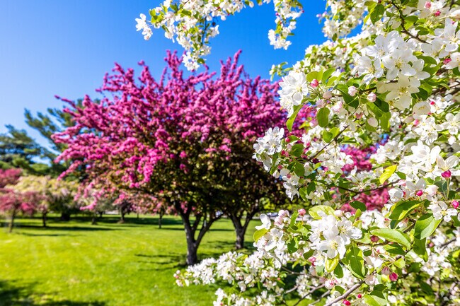 Water Works Park's Arie den Boer Arboretum blooms gloriously in the spring.
