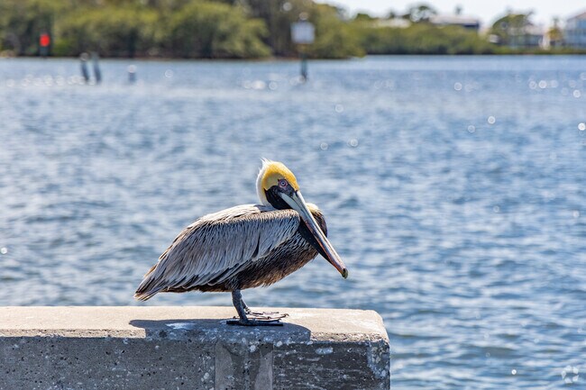 Even the pelicans love the water the is close to Anclote River Acres.