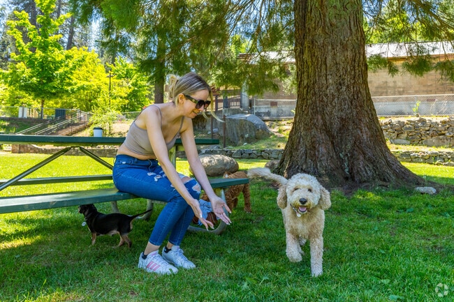 Sit in the shade and enjoy a day at Pioneer Park with your dog.