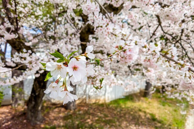 Residents of Bannockburn can admire the lovely cherry blossom trees in full bloom each Spring.