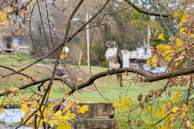 Animal enthusiasts may spot hawks and other wildlife in Sippo Heights.