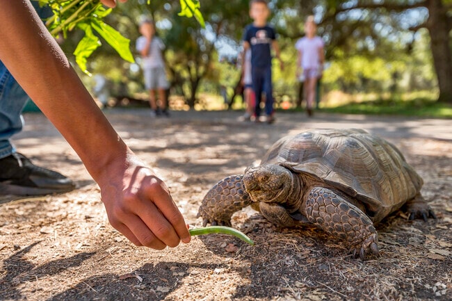 The turtles at Ancil Hoffmann Park are exciting for both the young and old in Carmichael.