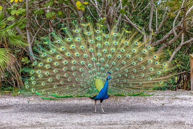 Jungle Prada de Narvaez Park is known for it's peacocks walking around & it's history.
