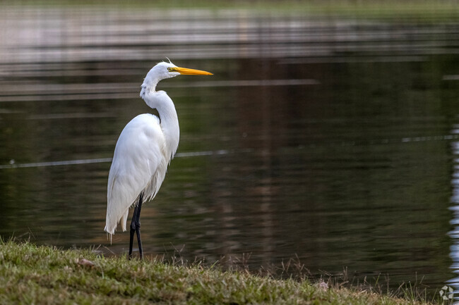 Bird watchers will love the Mills North neighborhood for its variety of bird life.