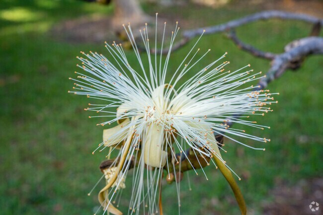 Unique flowers can be seen at the John C. Gifford Arboretum at the University of Miami.
