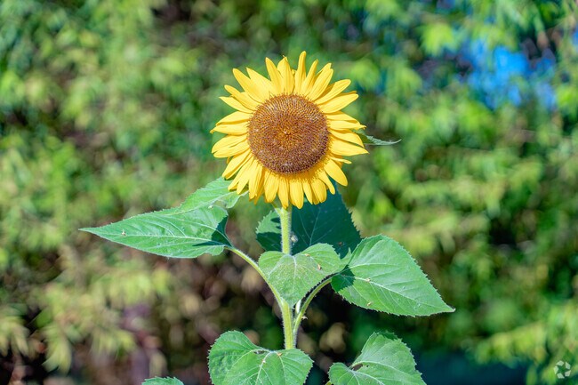 A single sunflower stands bright and tall along a peaceful street in Girvan.
