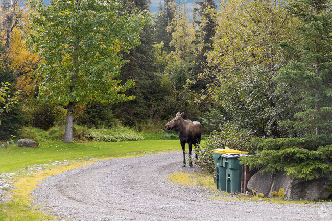 Moose and other wildlife are often found strolling through Basher.