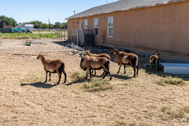 Goats often feed on grass in Northwest Palmdale, where open land meets residential charm.