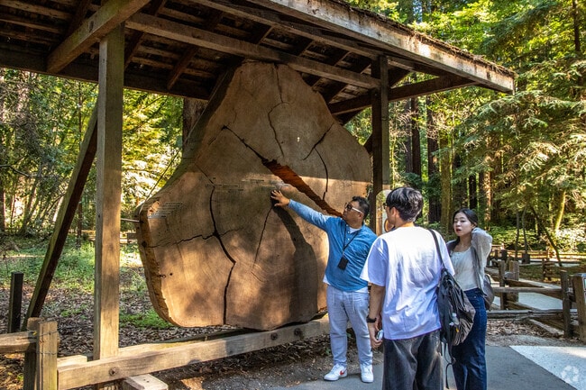 Henry Cowell Redwoods State Park is brimming with towering redwood groves near Pasatiempo.