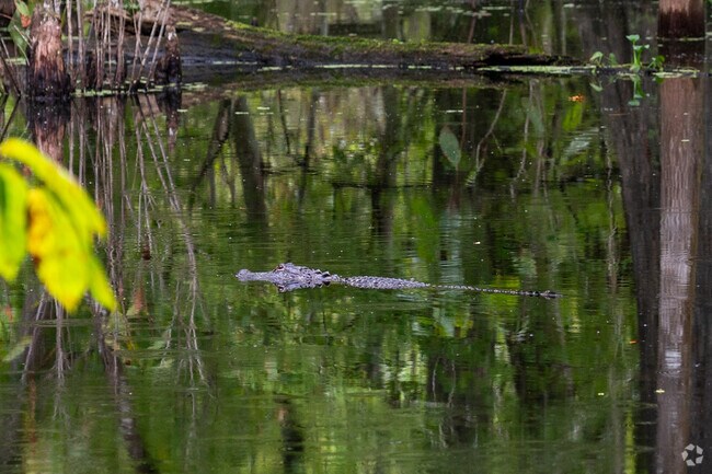 American Alligators also call Withlacoochee Heights home as well.