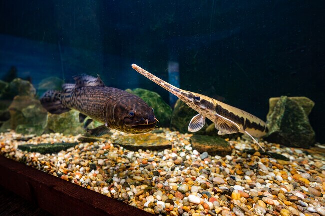 Bay Village kids love seeing local wildlife at the Lake Erie Nature and Science Center.