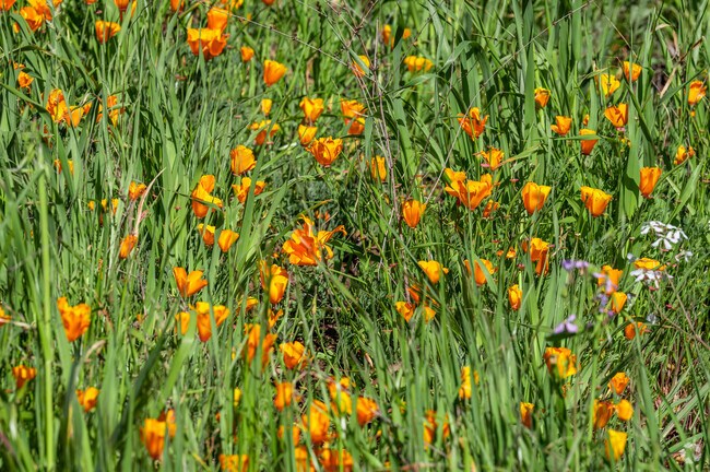 State park poppies.