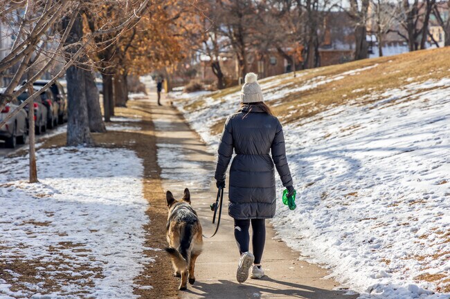 Dogs are abundant in the Jefferson Park neighborhood.