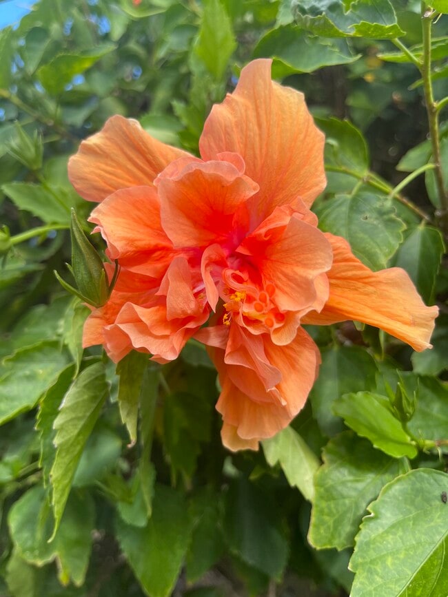 218 Dogwood Cir unit The Gardens, Seminole, FL 33777 - photo 3