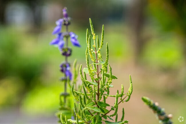 Detail of a flower at Patricia Davis Community Garden in Blanche Ely.