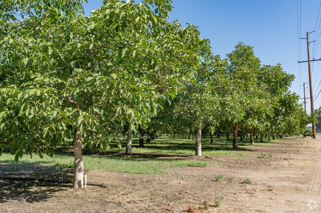 Walnut orchards like this one surround many parts of Farmersville.