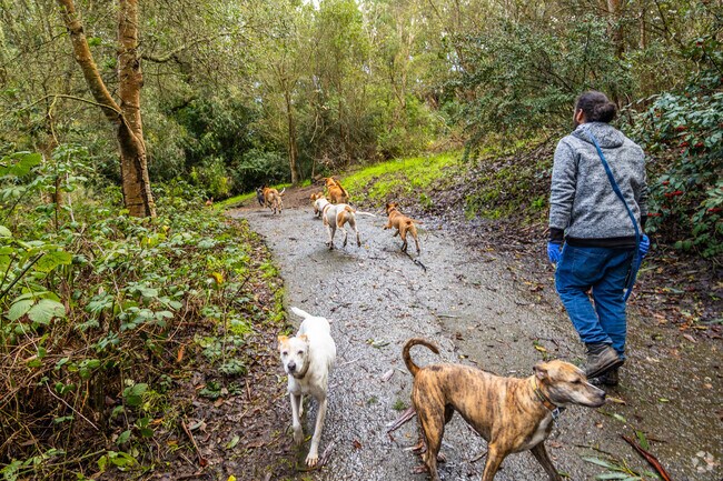 Dog-walkers come from Crocker Amazon to John McLaren Park for its many wooded trails.