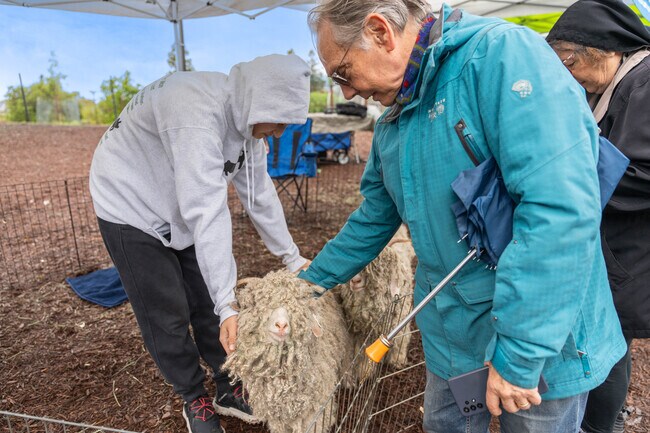 People are interested in petting n Angora goat at the Sheep Shearing event.