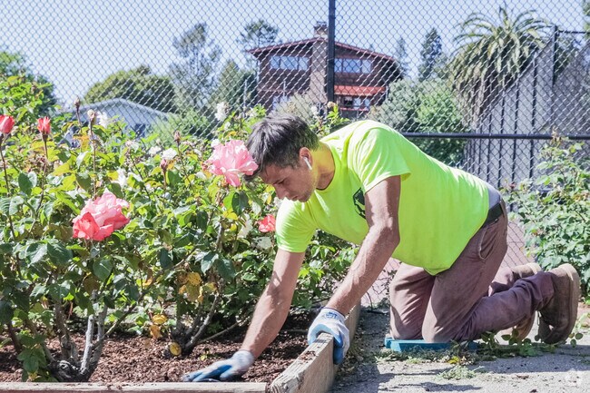 Northbrae residence enjoy the fully bloom roses at the Berkeley Rose Garden.