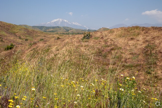 Wildflowers grow on the Crafton Hills Trailhead near Upper Yucaipa-Rolling Hills.
