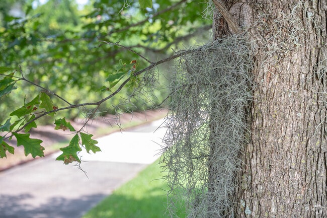 Moss-covered oak trees line the streets of Cloverdale-Idlewild.