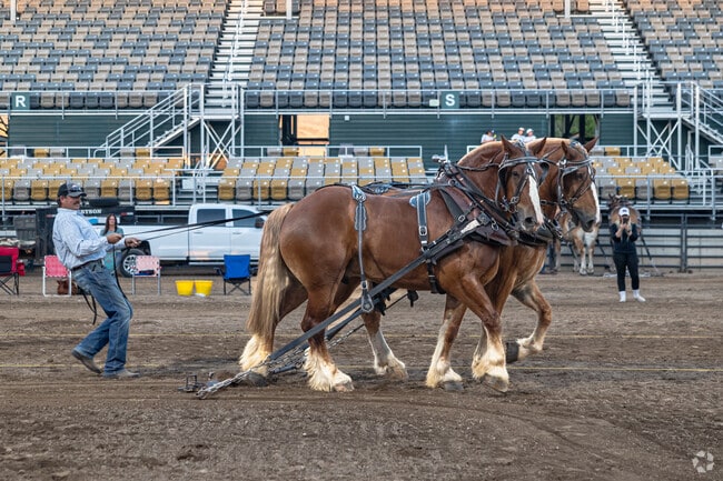 A man pull the reins on two Clydesdales at Utah State Fairpark.