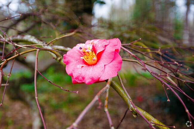 Visit the Highline SeaTac Botanical Garden right next door to the community center.