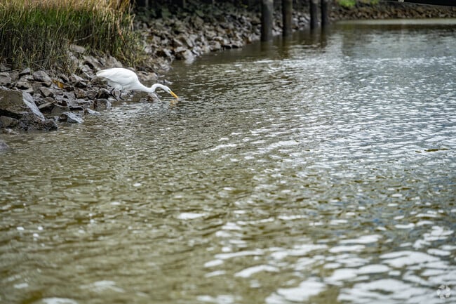 Waterfront residents enjoy Great Egrets feeding on the bank of the Petaluma River.