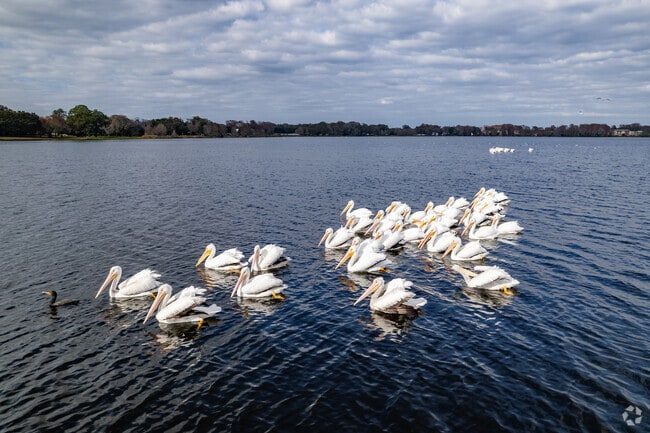 Residents of Rosemont can spy the white pelicans that call the Rosemont Preserve home.