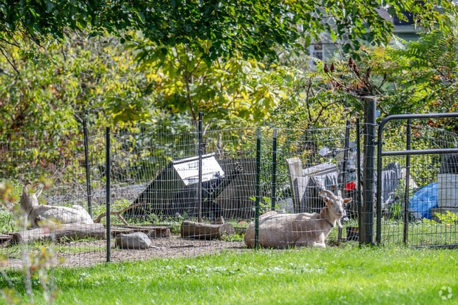 Hearkening to the agrarian roots of Eagleville, these goats are right at home.