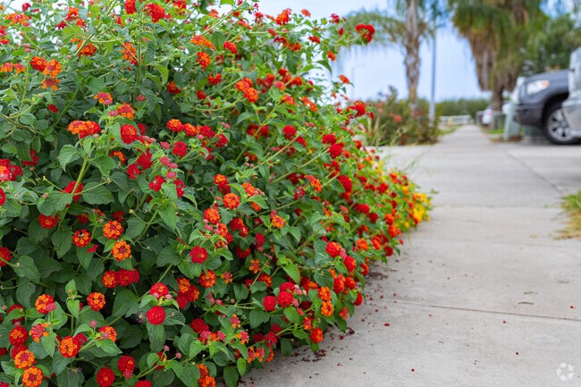 Beautiful flowers brighten up this sidewalk outside these homes in Tulare Southwest.
