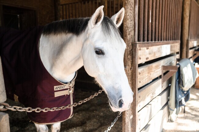 The horses at Switch Willo are extremely well taken care of for Angus Ranch residents to enjoy.