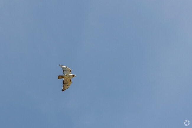 This bird of prey is well known by Southampton residents to live near St. Gabriel Church.