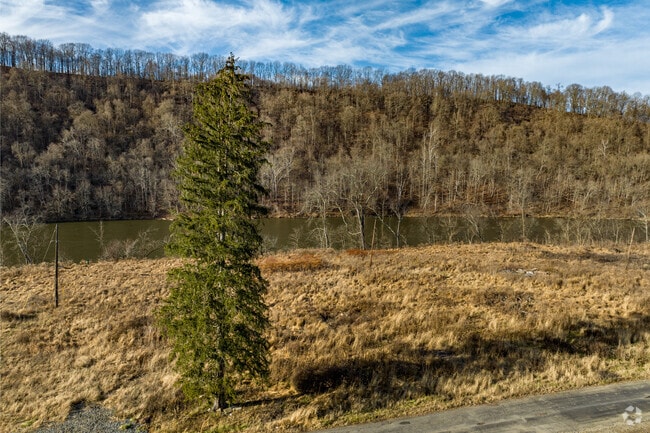 A tall pine tree stands guard along the bank of the Monongahela River in Masontown.