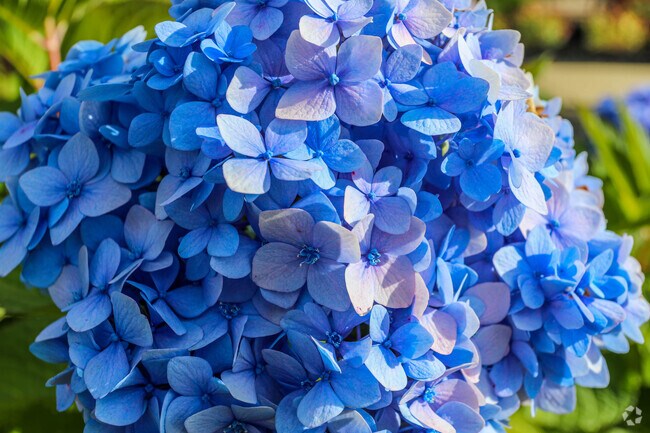 Cedarwood is filled with nature and color.