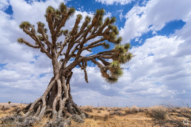 Joshua trees grow in abundance around Boron-Desert Lake.