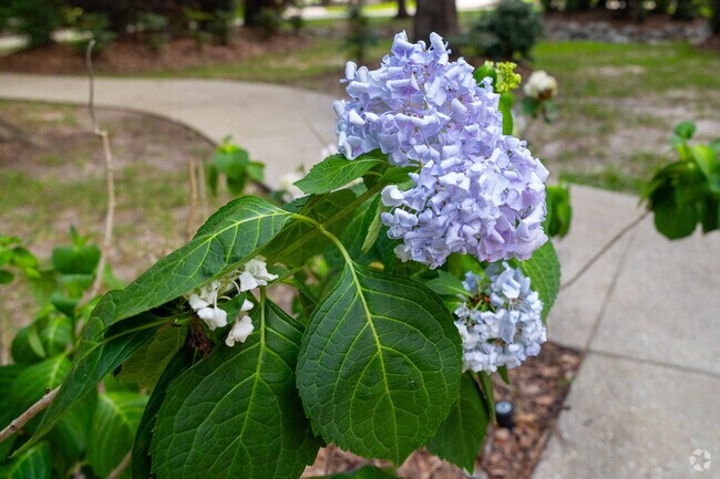 The plants in Camellias parks are donated by local nurseries.