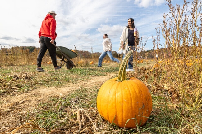 Pumpkin picking as the premiere activity at None Such Farm Pumpkin Fest in Tinicum.