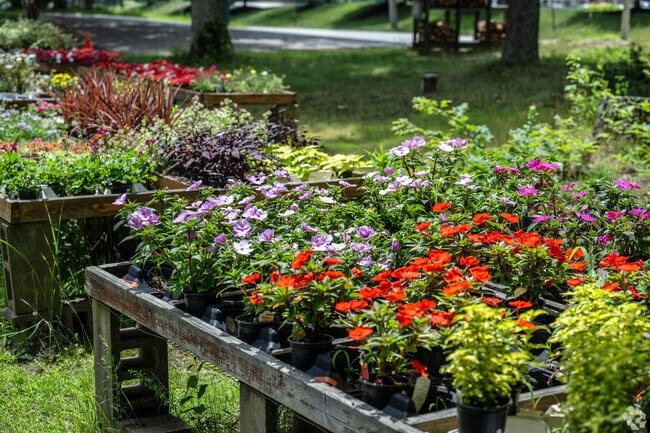 The Nash Nursery in Plympton has seasonal favorites, with these flowers in the early Summer.