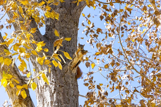 Wildlife is never far away in Dakota Station.