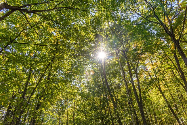 Hunters Park features wooded lots and wooded walking trails.